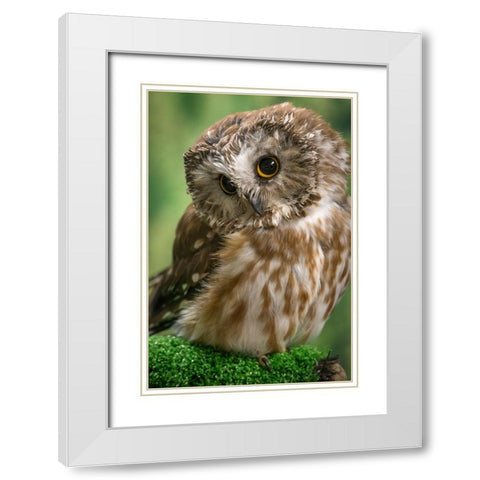 Usa-Alaska This tiny saw-whet owl is a permanent resident of the Alaska Raptor Center in Sitka White Modern Wood Framed Art Print with Double Matting by Sederquist, Betty