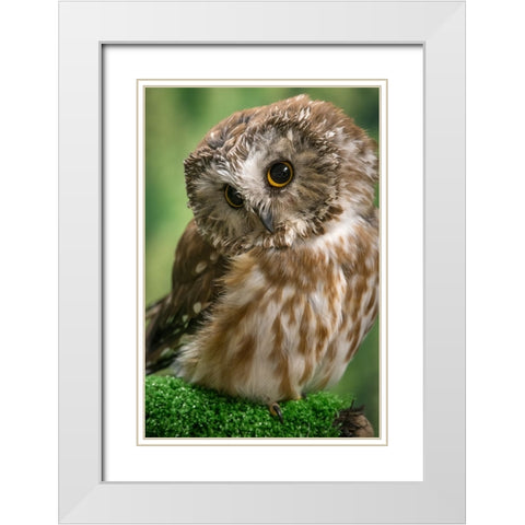 Usa-Alaska This tiny saw-whet owl is a permanent resident of the Alaska Raptor Center in Sitka White Modern Wood Framed Art Print with Double Matting by Sederquist, Betty