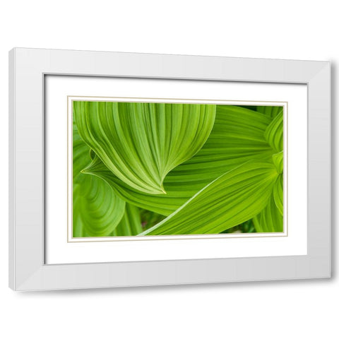 Usa-Alaska False hellebore-also known as corn lily White Modern Wood Framed Art Print with Double Matting by Sederquist, Betty