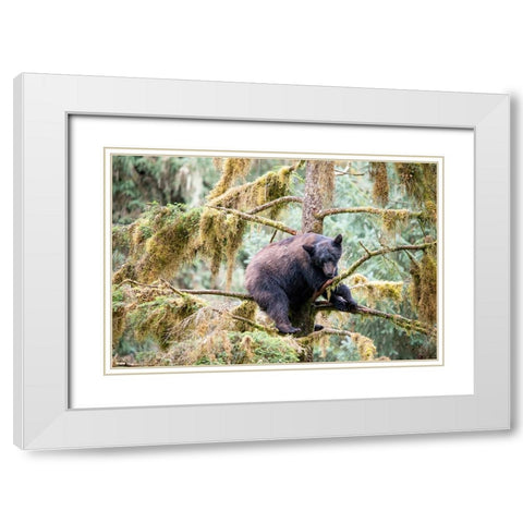 Black bear cub finds safety in a tree at Anan Creek. White Modern Wood Framed Art Print with Double Matting by Sederquist, Betty