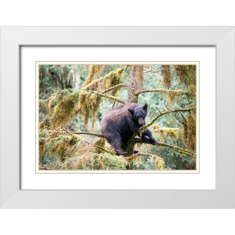 Black bear cub finds safety in a tree at Anan Creek. White Modern Wood Framed Art Print with Double Matting by Sederquist, Betty