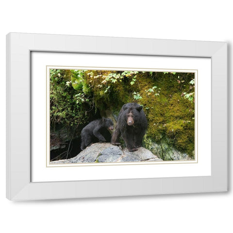 Black bear cub following its mama at Anan Creek. White Modern Wood Framed Art Print with Double Matting by Sederquist, Betty