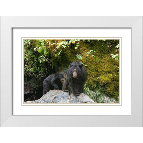 Black bear cub following its mama at Anan Creek. White Modern Wood Framed Art Print with Double Matting by Sederquist, Betty