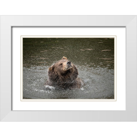 Brown bear at Fortress of the Bear- a rescue center in Sitka- shakes off water. White Modern Wood Framed Art Print with Double Matting by Sederquist, Betty