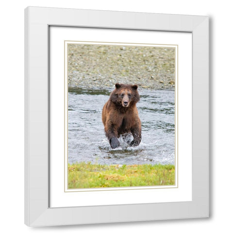 Brown bear chases after a salmon dinner at Pack Creek. White Modern Wood Framed Art Print with Double Matting by Sederquist, Betty