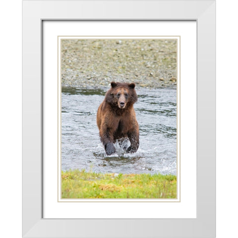 Brown bear chases after a salmon dinner at Pack Creek. White Modern Wood Framed Art Print with Double Matting by Sederquist, Betty