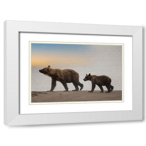 Brown bear cub and sow walk a Cook Inlet beach. White Modern Wood Framed Art Print with Double Matting by Sederquist, Betty