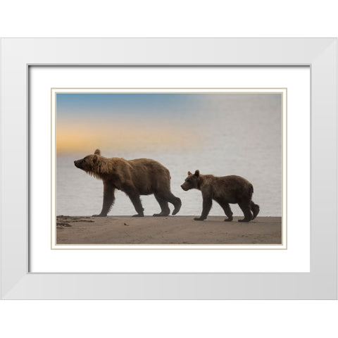 Brown bear cub and sow walk a Cook Inlet beach. White Modern Wood Framed Art Print with Double Matting by Sederquist, Betty