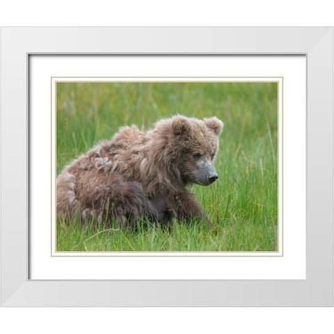 Brown bear cub eating sedge grasses. White Modern Wood Framed Art Print with Double Matting by Sederquist, Betty