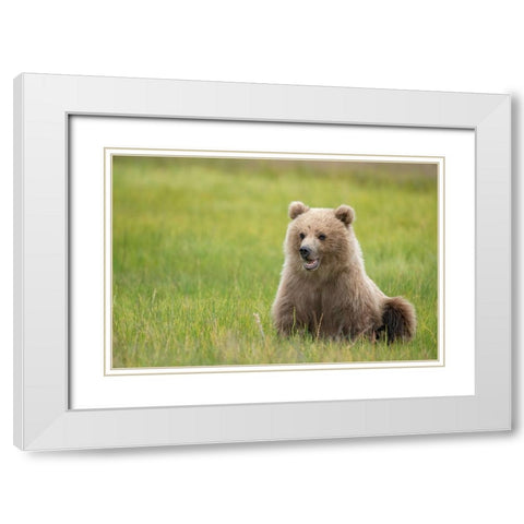 Brown bear cub eating sedge grasses. White Modern Wood Framed Art Print with Double Matting by Sederquist, Betty