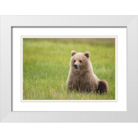 Brown bear cub eating sedge grasses. White Modern Wood Framed Art Print with Double Matting by Sederquist, Betty