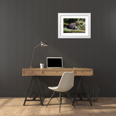 Brown bear cub staying close to mom at Anan Creek. White Modern Wood Framed Art Print with Double Matting by Sederquist, Betty