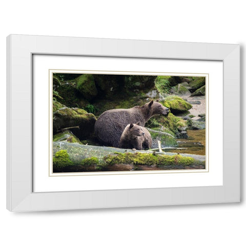 Brown bear cub staying close to mom at Anan Creek. White Modern Wood Framed Art Print with Double Matting by Sederquist, Betty