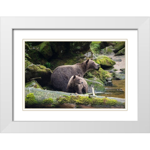 Brown bear cub staying close to mom at Anan Creek. White Modern Wood Framed Art Print with Double Matting by Sederquist, Betty