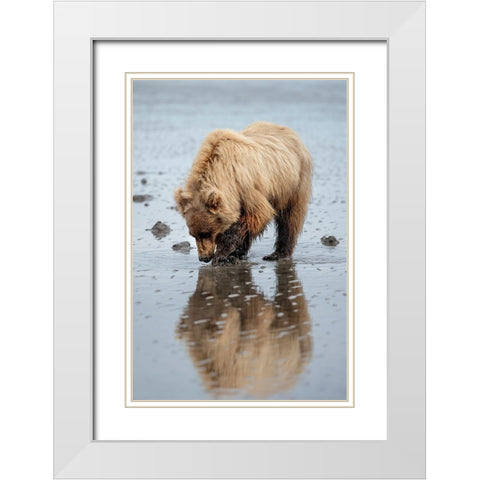 Brown bear digs for clams in the mud of Cook Inlet. White Modern Wood Framed Art Print with Double Matting by Sederquist, Betty