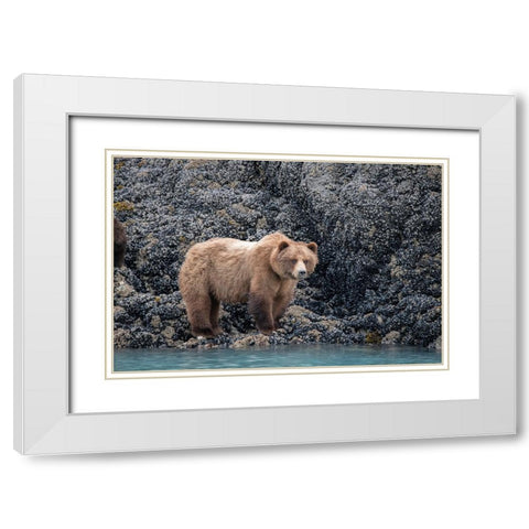 a brown bear looking for food at low tide- Muir Inlet- Glacier Bay. White Modern Wood Framed Art Print with Double Matting by Sederquist, Betty