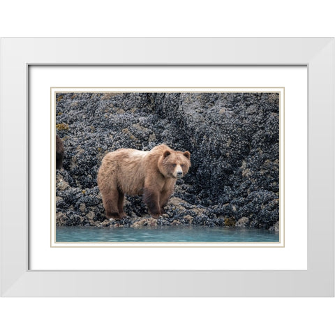 a brown bear looking for food at low tide- Muir Inlet- Glacier Bay. White Modern Wood Framed Art Print with Double Matting by Sederquist, Betty