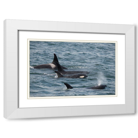 An orca family swimming along Icy Strait- Alaska. White Modern Wood Framed Art Print with Double Matting by Sederquist, Betty