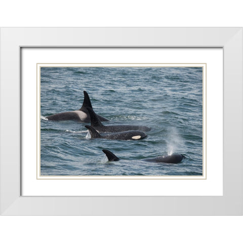 An orca family swimming along Icy Strait- Alaska. White Modern Wood Framed Art Print with Double Matting by Sederquist, Betty