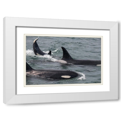 An orca family swimming along Icy Strait- Alaska. White Modern Wood Framed Art Print with Double Matting by Sederquist, Betty