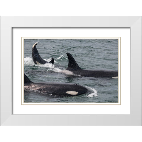 An orca family swimming along Icy Strait- Alaska. White Modern Wood Framed Art Print with Double Matting by Sederquist, Betty