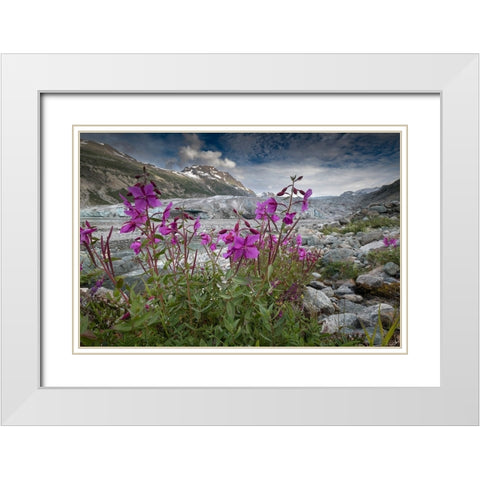 Beach beauty flowers thriving near the terminus of Reid Glacier- Glacier Bay. White Modern Wood Framed Art Print with Double Matting by Sederquist, Betty