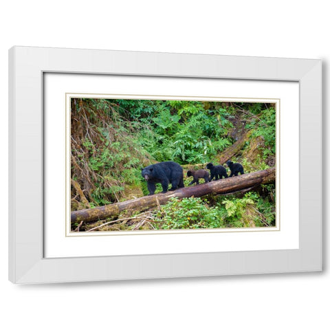 Black bear triplets follow mom at Anan Creek. White Modern Wood Framed Art Print with Double Matting by Sederquist, Betty