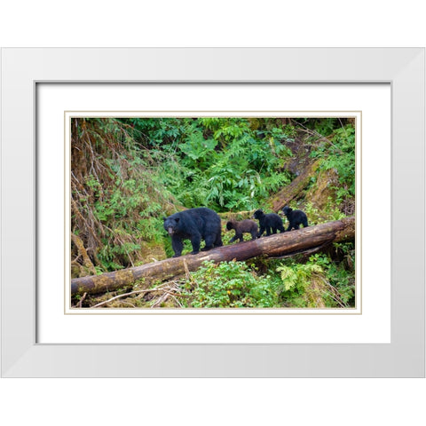 Black bear triplets follow mom at Anan Creek. White Modern Wood Framed Art Print with Double Matting by Sederquist, Betty