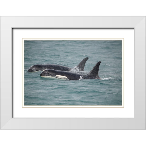 Fast swimming orcas make their way along Icy Strait. White Modern Wood Framed Art Print with Double Matting by Sederquist, Betty