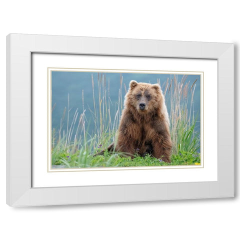 Bear cub poses on the beach of Cook Inlet. White Modern Wood Framed Art Print with Double Matting by Sederquist, Betty