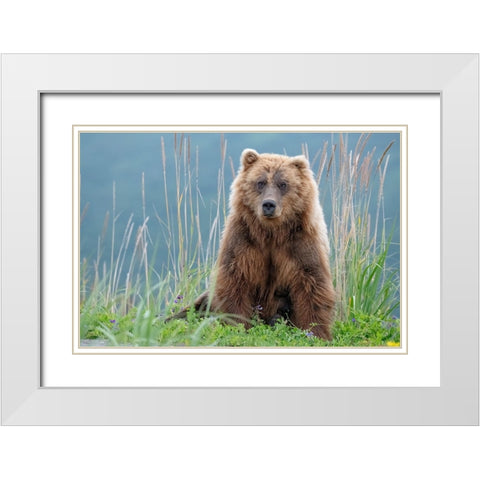 Bear cub poses on the beach of Cook Inlet. White Modern Wood Framed Art Print with Double Matting by Sederquist, Betty