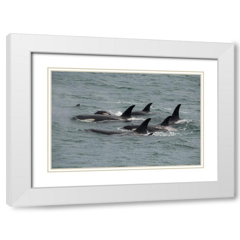 Big pod of orcas in Icy Strait a family unit. White Modern Wood Framed Art Print with Double Matting by Sederquist, Betty