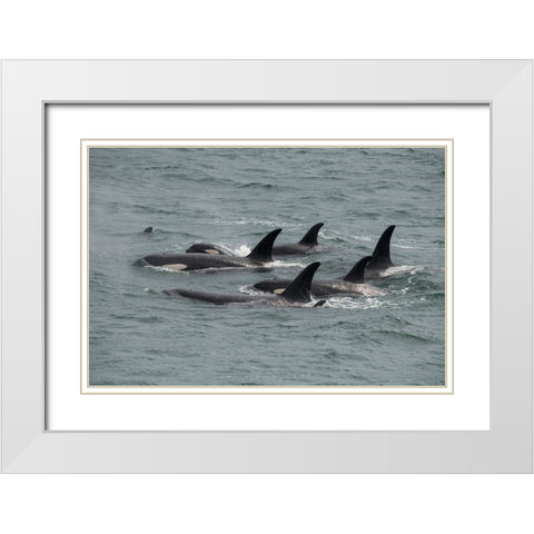 Big pod of orcas in Icy Strait a family unit. White Modern Wood Framed Art Print with Double Matting by Sederquist, Betty
