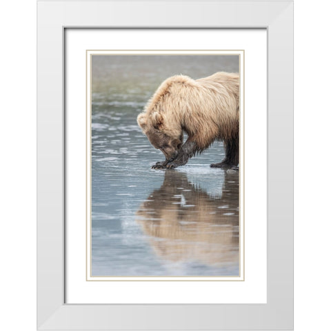 Clamming brown bear reflected at low tide along Cook Inlet. White Modern Wood Framed Art Print with Double Matting by Sederquist, Betty