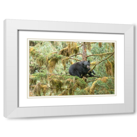 Cub resting in a tree to escape male bears- which could kill it. White Modern Wood Framed Art Print with Double Matting by Sederquist, Betty