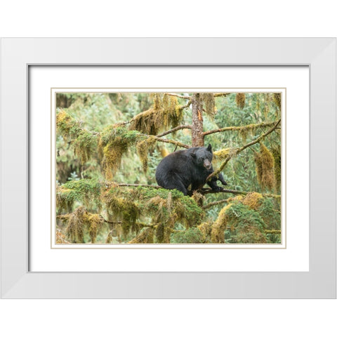 Cub resting in a tree to escape male bears- which could kill it. White Modern Wood Framed Art Print with Double Matting by Sederquist, Betty