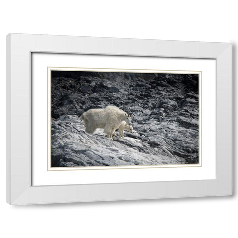 Mama mountain goat and her kid find their footing at Gloomy Knob- Glacier Bay. White Modern Wood Framed Art Print with Double Matting by Sederquist, Betty