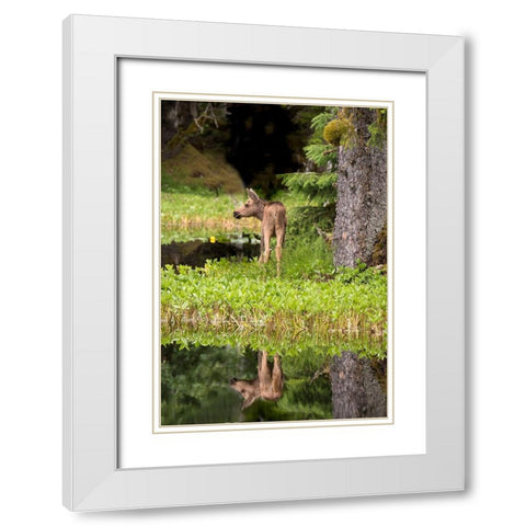 Tiny moose calf waits for its mother at a rainforest pond at Bartlett Cove- Glacier Bay. White Modern Wood Framed Art Print with Double Matting by Sederquist, Betty