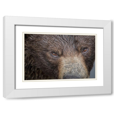 Ultra closeup of a brown bear at Fortress of the Bear- a Sitka rescue center. White Modern Wood Framed Art Print with Double Matting by Sederquist, Betty