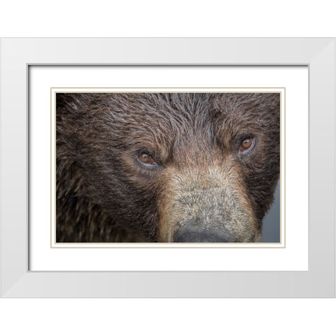 Ultra closeup of a brown bear at Fortress of the Bear- a Sitka rescue center. White Modern Wood Framed Art Print with Double Matting by Sederquist, Betty