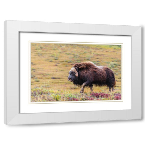 USA- Alaska- Noatak National Preserve. Bull Muskox on the arctic tundra. White Modern Wood Framed Art Print with Double Matting by Norrsell, Fredrik
