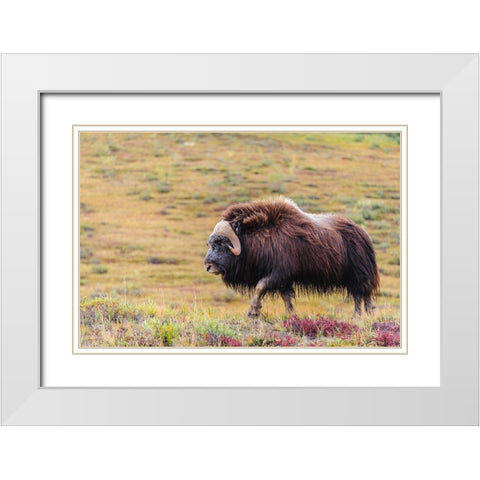 USA- Alaska- Noatak National Preserve. Bull Muskox on the arctic tundra. White Modern Wood Framed Art Print with Double Matting by Norrsell, Fredrik