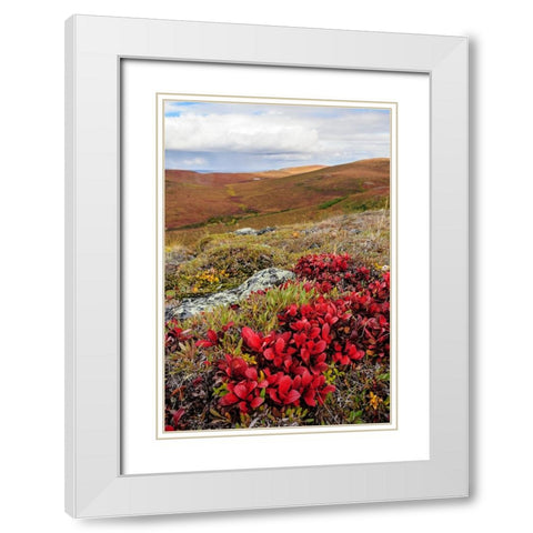 USA- Alaska- Noatak National Preserve. Alpine Bearberry on arctic tundra in autumn colors. White Modern Wood Framed Art Print with Double Matting by Norrsell, Fredrik