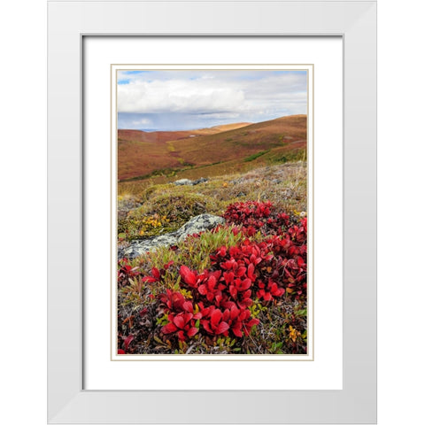 USA- Alaska- Noatak National Preserve. Alpine Bearberry on arctic tundra in autumn colors. White Modern Wood Framed Art Print with Double Matting by Norrsell, Fredrik
