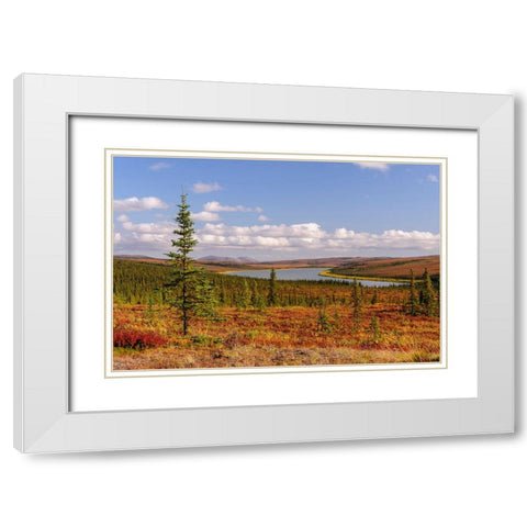 USA- Alaska- Kotzebue- Noatak River. Autumn colors along the Noatak River. White Modern Wood Framed Art Print with Double Matting by Norrsell, Fredrik
