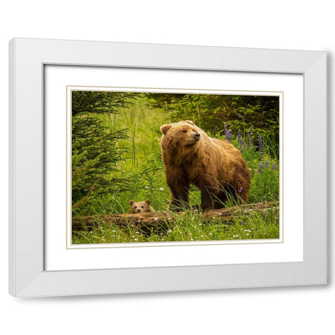 USA-Alaska-Female grizzly bear and cub White Modern Wood Framed Art Print with Double Matting by Theodore, George and Marilu