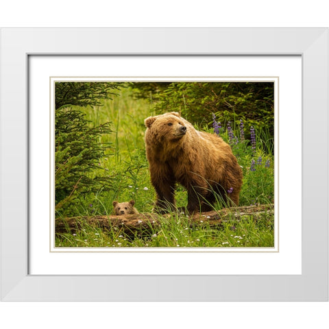 USA-Alaska-Female grizzly bear and cub White Modern Wood Framed Art Print with Double Matting by Theodore, George and Marilu