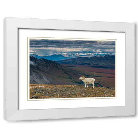 Dall sheep on ridge-fall tundra-Denali National Park-Alaska-USA White Modern Wood Framed Art Print with Double Matting by Garber, Howie
