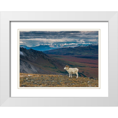 Dall sheep on ridge-fall tundra-Denali National Park-Alaska-USA White Modern Wood Framed Art Print with Double Matting by Garber, Howie