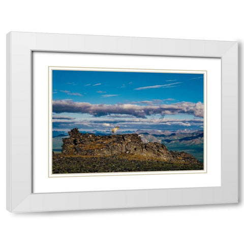 Solo dall ram on ridge-Denali National Park-Alaska-USA White Modern Wood Framed Art Print with Double Matting by Garber, Howie